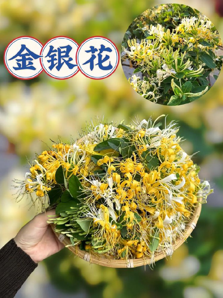 金银花在种植方面主要面临的问题有那些？